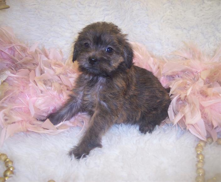 Yorkipoo puppies for sale