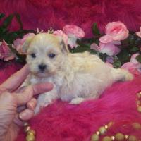 Teacup Shih poo puppies for sale