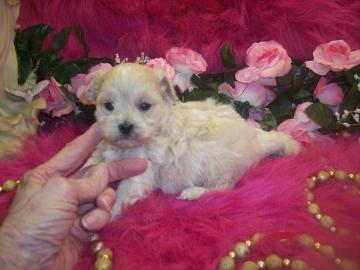 Teacup Shih poo puppies for sale