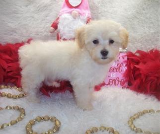 Cream Maltipoo puppy