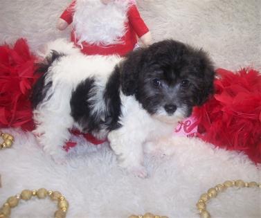 Black and White Maltipoo Parti, Parti, puppy,Multipoo puppies for sale 