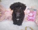 Chocolate yorkiepoo puppies for sale