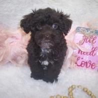 Teacup Yorkiepoo puppy