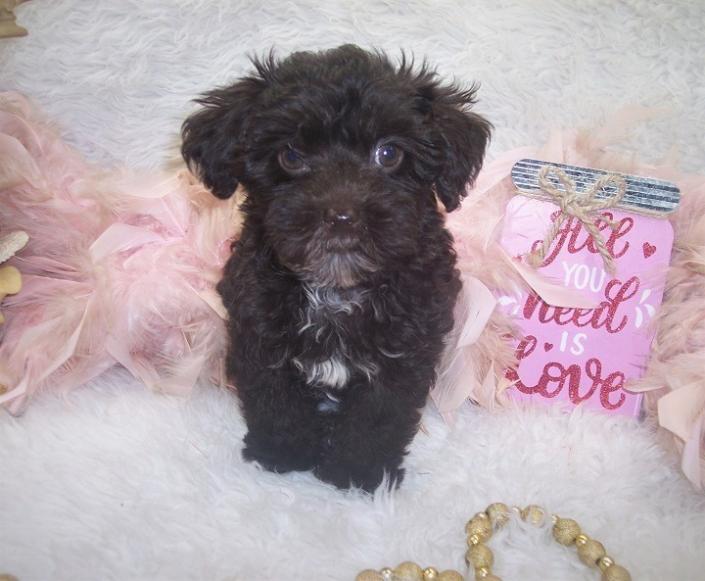 Chocolate yorkiepoo puppies for sale