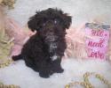 chocolate Yorkiepoo puppies for sale