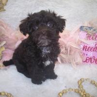 chocolate Yorkiepoo puppies for sale