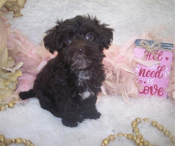 chocolate Yorkiepoo puppies for sale