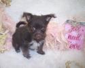 Chocolate yorkiepoos for sale