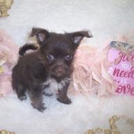Teacup chocolate Yorkiepoo puppy