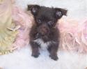 chocolate yorkiepoos for sale