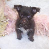 Teacup Yorkiepoo puppy