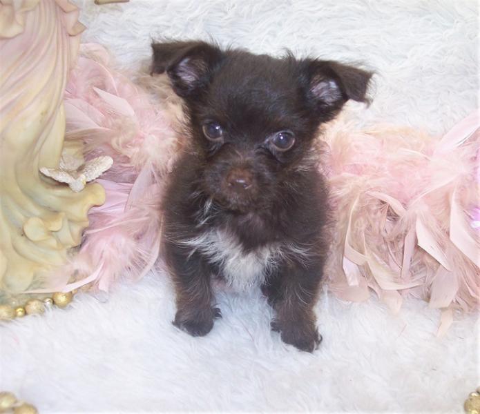 chocolate yorkiepoos for sale