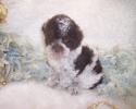 F2 Dark Chocolate Toy Yorkiepoo puppy 