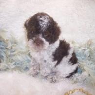 Yorkiepooo puppy