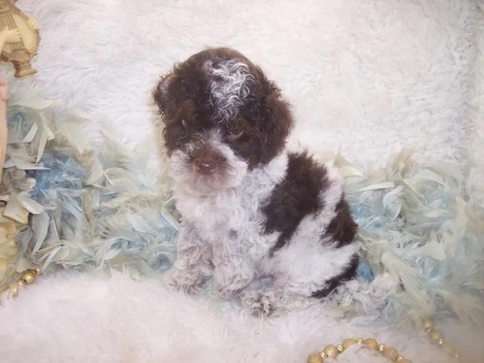 F2 Dark Chocolate Toy Yorkiepoo puppy 