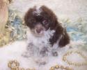 Chocolate and White Parti Curly Yorkiepoo puppy, Doodle