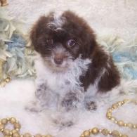 Yorkiepoo, Yorkipoo