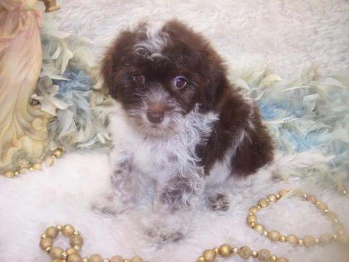 Chocolate and White Parti Curly Yorkiepoo puppy, Doodle