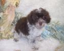 F2 Chocolate curly Yorkiepoo puppy