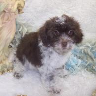 Yorkiepoo puppy Yorkipoo
