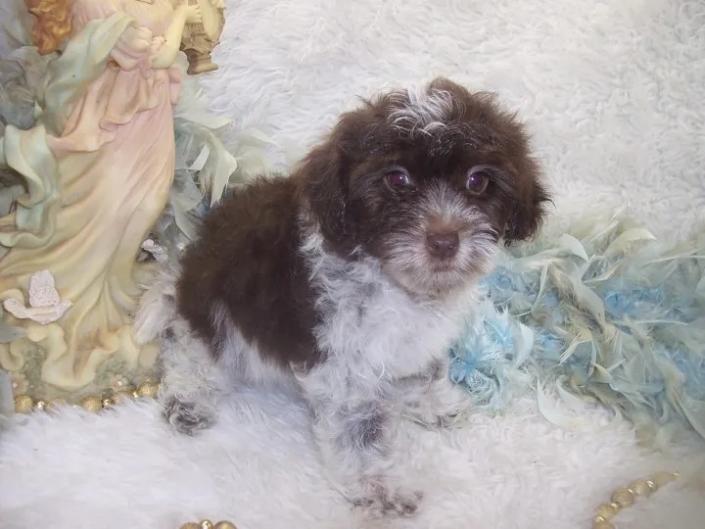 F2 Chocolate curly Yorkiepoo puppy