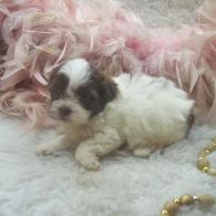Teacup Shih poo puppy