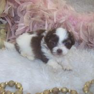 Teacup Female Shih poo puppy