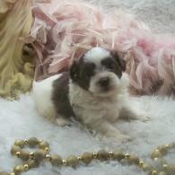 Teacup Shih poo puppy