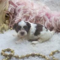 Teacup Female Shih poo puppy