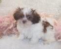 Female Teacup Shih poo puppy for sale ready for a home. Will be 5 lbs grown. Call for an appointment. Comes with 2 shots and wormed several times. Call for an appointment. 
Thanks Mileen