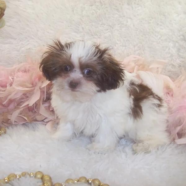 Female Teacup Shih poo puppy for sale ready for a home. Will be 5 lbs grown. Call for an appointment. Comes with 2 shots and wormed several times. Call for an appointment. 
Thanks Mileen