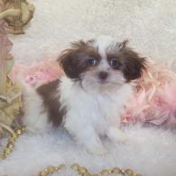 Teacup Shih poo puppy