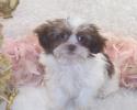 Teacup Shih poo female puppy, will be 4.8 lbs grown. Call for an appointment. Comes with 2 shots and wormed several times. Call for an appointment. Thanks Mileen