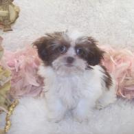 Teacup Female Shih poo puppy