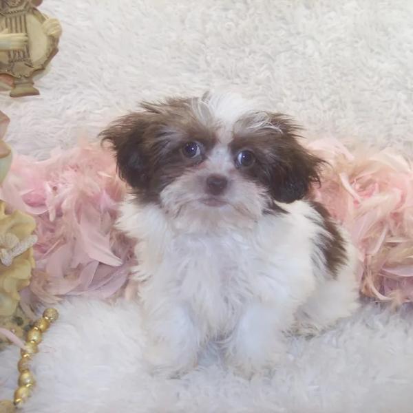 Teacup Shih poo female puppy, will be 4.8 lbs grown. Call for an appointment. Comes with 2 shots and wormed several times. Call for an appointment. Thanks Mileen