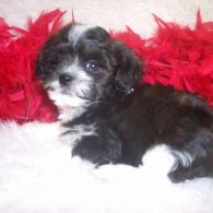 Shorkie poo puppies for sale