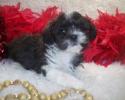 Shorkie poo puppies for sale are raised in my home. Acclimation will be easy. He is Sold.
