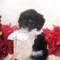 Shorkie poo puppy Sold