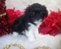 Shorkie poo puppy has a home in Jackson, MS. She has 3 children to play with. . A Shorkie poo is a cross bred dog between a Shorkie which is a Shih tzu-Yorkie mix Mother and an AKC Toy poodle.
