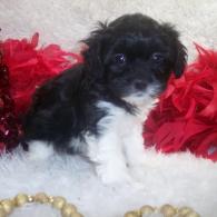 Female Shorkie poo puppy Sold