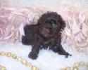 Female Chocolate Yorkipoo born 1/3/2024 Ready for a home on 3/7-14/2024, Poodle mix puppies are easily trained, lots of fun and Love Children.