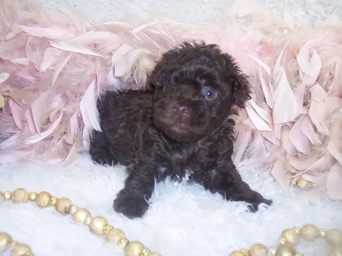 Female Chocolate Yorkipoo born 1/3/2024 Ready for a home on 3/7-14/2024, Poodle mix puppies are easily trained, lots of fun and Love Children.