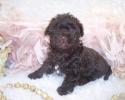 Same Yorkiepoo puppy as picture #1 has a full length tail. Raised in my home with 24/7 loving care. Easily acclimated. Make an appointment. Email Fancypoo4u@aol.com.