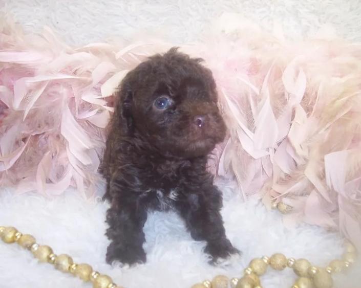 Yorkiepoo puppy for sale -2 Chocolate female Yorkiepoo has a short tail of a Poodle. She is a little shy now but will bring your family lots of Joy. 