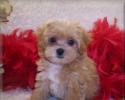 Apricot Teacup Maltipoo puppy Living in Monroe, Louisiana