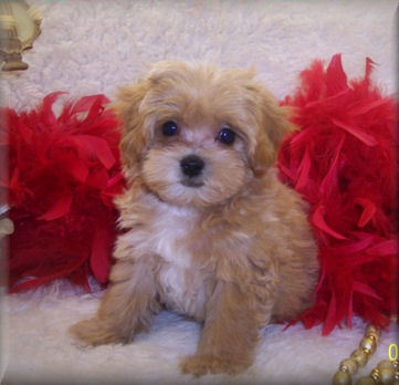 Apricot Teacup Maltipoo puppy Living in Monroe, Louisiana