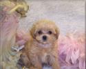Apricot Teacup Maltipoo Puppy is Sold. Gone to live in Monroe, LA