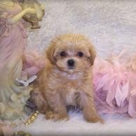 Teacup Apricot Maltipoo puppy