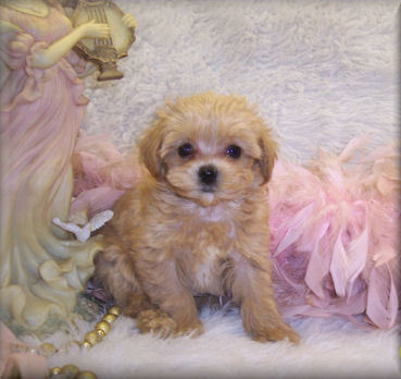 Apricot Teacup Maltipoo Puppy is Sold. Gone to live in Monroe, LA