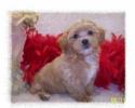 Beautiful Toy Apricot Maltipoo puppy living in Atlanta, GA.